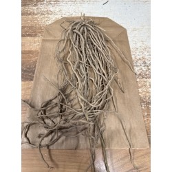 Raíces de Espárrago