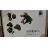 Juego de la rana