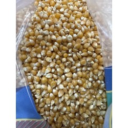 Maíz para palomitas