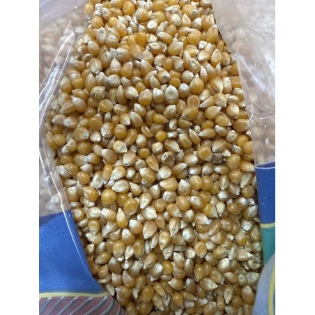 Maíz para palomitas
